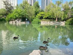 -西苑公园