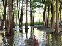 -宝安西湾红树林湿地公园