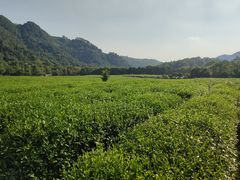 -中国茶叶博物馆(双峰馆区)