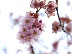 -上海辰山植物园