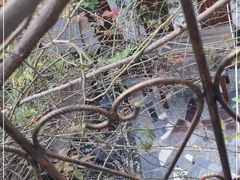 -喵屿·大理花园猫咖