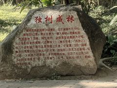 -瑞丽独树成林风景区