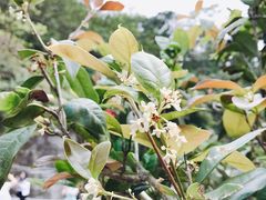 -菁桐火车站