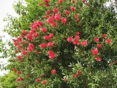 -桤木河湿地公园