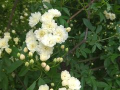 -前小桔亲子创意农场·草莓采摘·露营烧烤