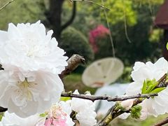 -顾村公园