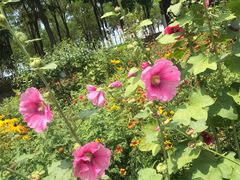 -永定河休闲森林公园