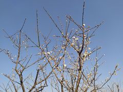 -香雪海