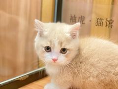 -袖虎·猫馆(体育西路店)