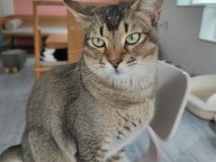 -喵屿·大理花园猫咖