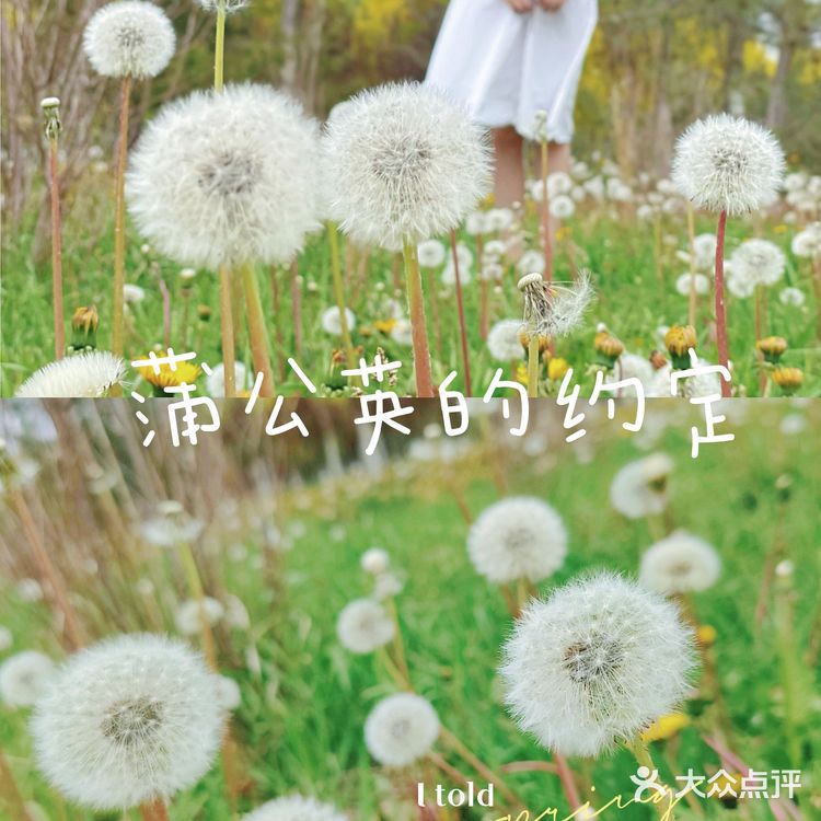 小众的秘密花园—会飞的蒲公英花海