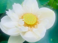 -南山植物园