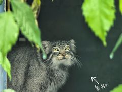 -青藏高原野生动物园