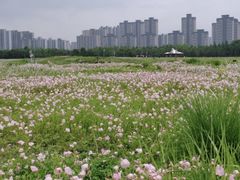 -洋湖国家湿地公园