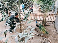 -呀路古热带植物园