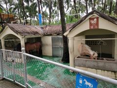 -三亚亚龙湾天域度假酒店