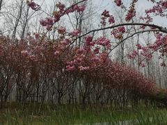 -合肥滨湖国家森林公园