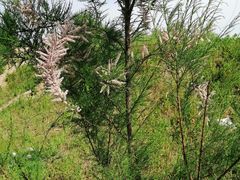 -花园口旅游区