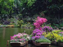 -深圳仙湖植物园