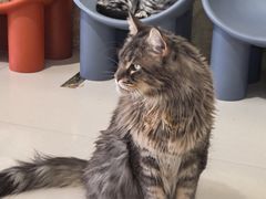 -平行世界·猫咖(首经贸店)
