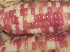 -广东惠东海龟国家级自然保护区