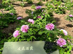 -曹州牡丹园