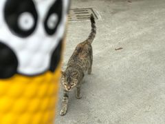 -熊猫一间店欧式奶茶铺