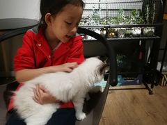 -东方名猫馆·英短金渐层布偶猫舍(环线广场1号楼店)