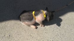 -萌宠亲子动物乐园(槐房万达店)