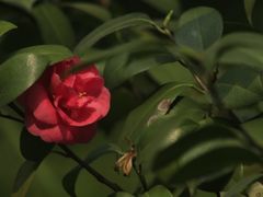 -重庆彩云湖湿地公园