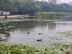 -前关湿地公园