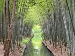 -同里国家湿地公园