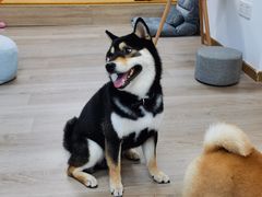 -柴迷FANS CLUB·柴犬狗咖·猫咖