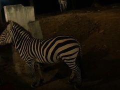 -清迈夜间动物园