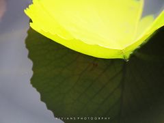 -四海公园(南山区)
