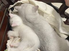 -pd派德宠物中心医院24H急重症·眼科中心·血液透析中心(嵩山北路店)