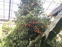 -呀路古热带植物园