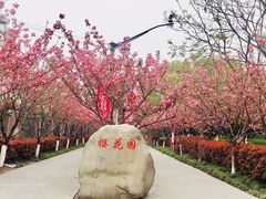 门面-高东镇樱花园