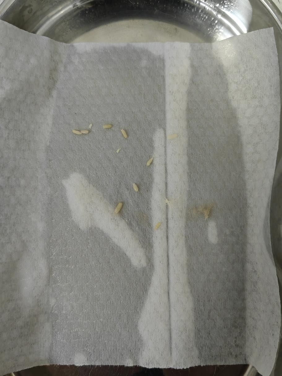 猫猫拉虫给我吓嗝屁了
