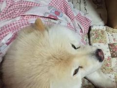 -中农大我爱我爱24h动物医院·中医针灸·猫专科·骨科医疗中心(双井店)