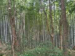 -杭州植物园