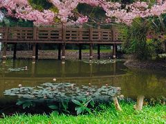 -深圳国际园林花卉博览园