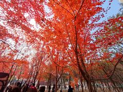 -辽宁大学(崇山校区)