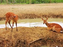 -泗洪洪泽湖湿地景区
