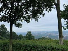 -铁山坪森林公园