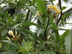 -广东茂名森林公园