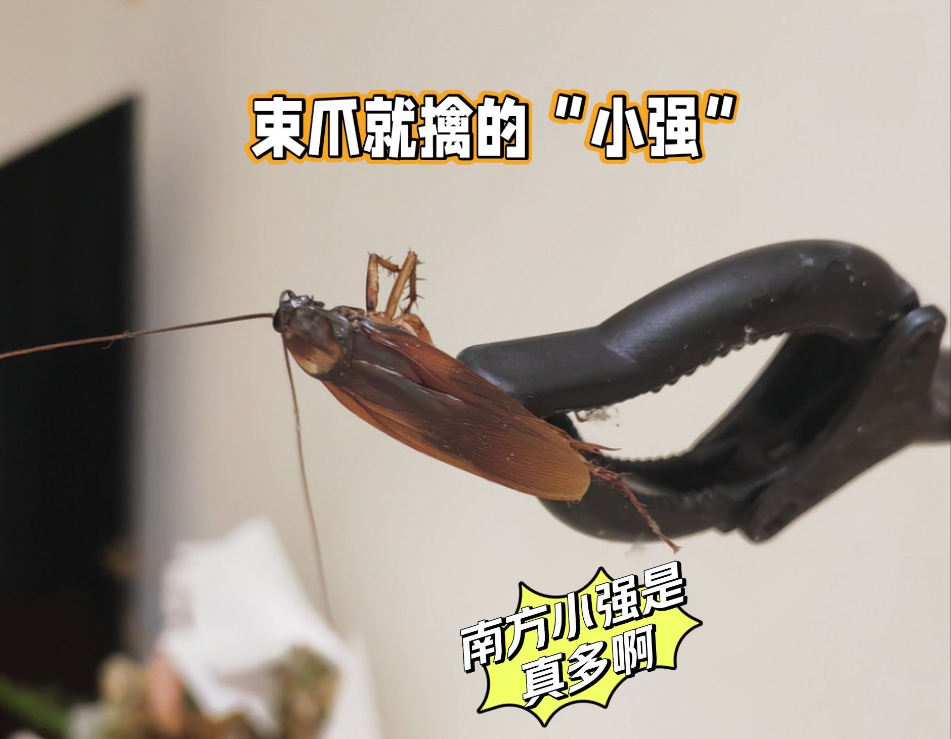 南方"小强"事真多啊,飞来飞去,个头还大