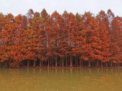 -上海海湾国家森林公园