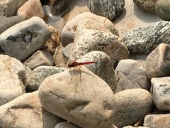 -武清南湖绿博园