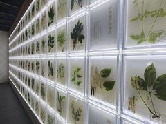 -广东中医药博物馆